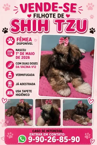 Shitzu femia