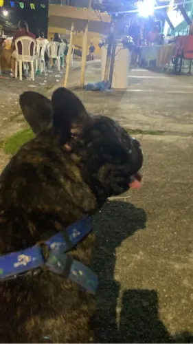 Buldogue francês