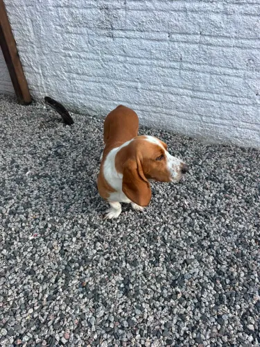 Vendo Basset hound 4 anos