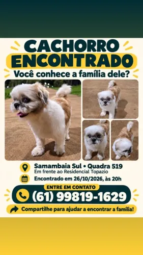 Cachorro encontrado