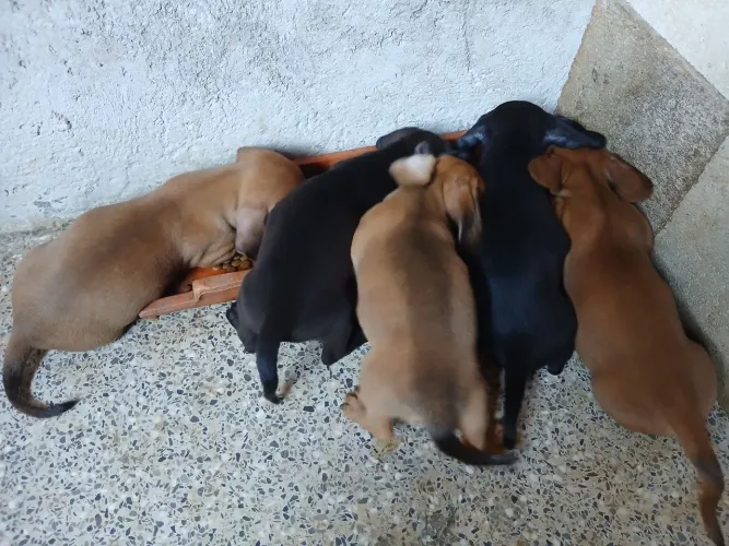 Cachorro Dachshund (Salchicha)