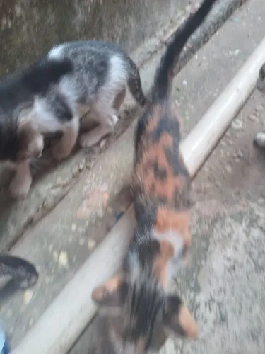 Estou doando gatos com 2 messes i 20 dias ja comem ração sao bem grandinho