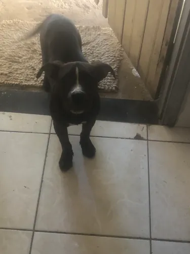 Pit bull