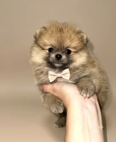 Lulu da Pomerânia macho laranjinha miudinho