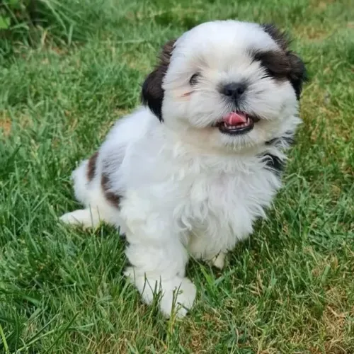 Filhotes de Shih Tzu | Conheça essa fofura!