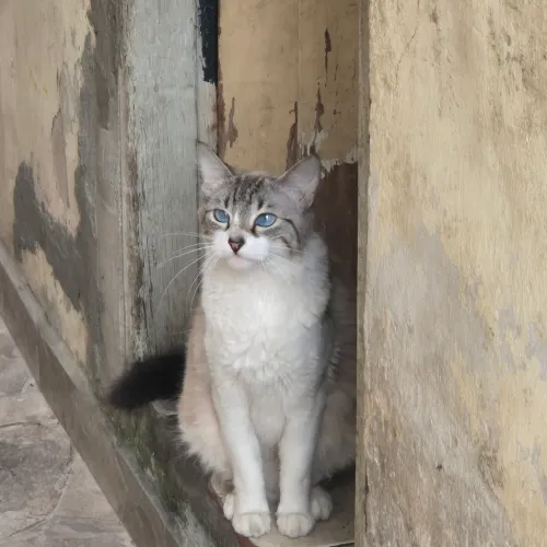 Gata Prenha