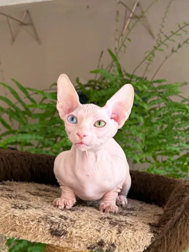 Filhote Sphynx Bambino