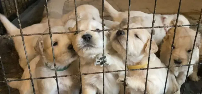Filhotes de Golden Retriever | Amor que aparece no olhar.