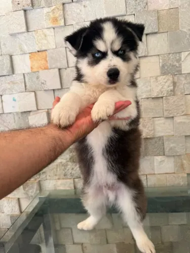 Vendo disponíveis dois Huskies Siberianos puros, machos, e uma fêmea.