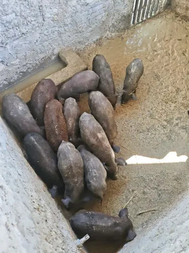 Leitões Caipira