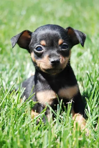 Pinscher "Energia em versão compacta."