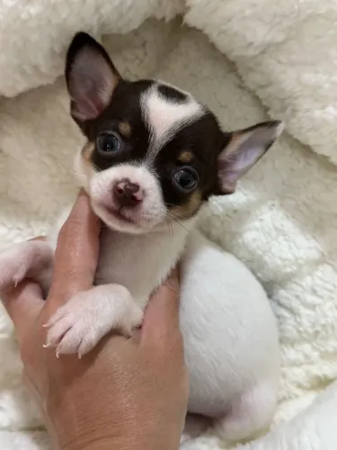 Chihuahua Macho Pêlo Curto!! Belo Menino.