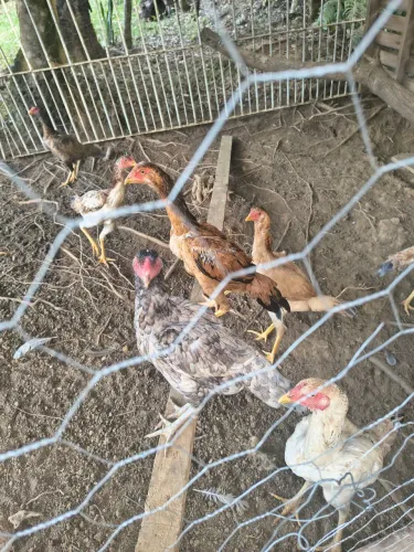 Vendo lote de galinha índia