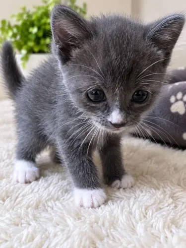 Russian blue x white