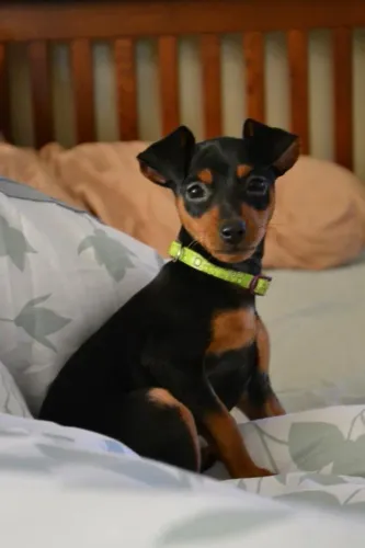 Filhotes De Pinscher - Seus Melhores Momentos Começarão Ao Lado Um Filhote De Quatro Patas