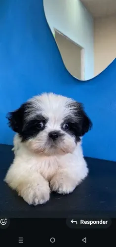 Vendo Shitzu fêmeas mine