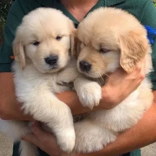 Filhotes de Goldens para seu lar