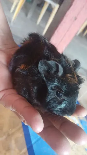 Porquinho da índia