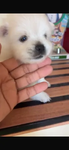Spitz
