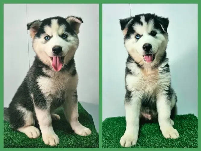 FILHOTES DE HUSKY SIBERIANO com PEDIGREE da CBKC! Machos e Fêmeas!!!