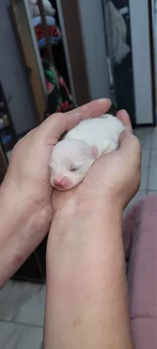 Lulu da pomerania anao