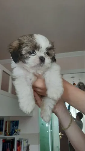 Linda filhote de shih tzu femea branca e chocolate
