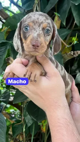 Conheça hoje esse Basset Dachshund maravilhoso