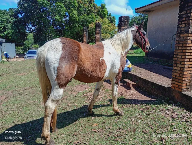 Cavalo Passeio e Lida
