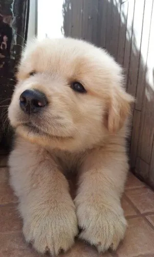 Golden Retriever Mais do que um pet, uma companhia para todos os dias