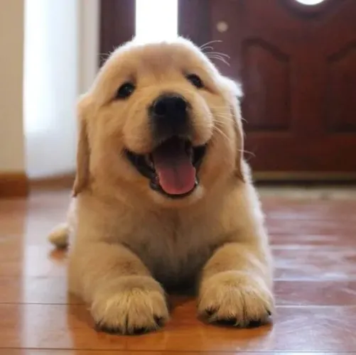 Filhotes de Golden Retriever, vacinados, vermifugados, exame e recibo de compra