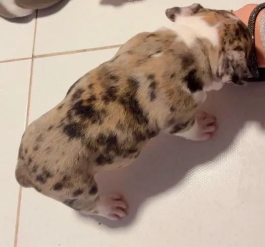American bully micro fêmea tri merle Oportunidade!