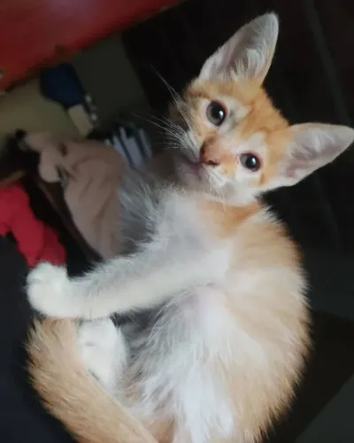 Doação filhote gato macho 