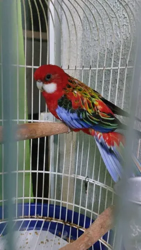 Spitz alemão anão 
