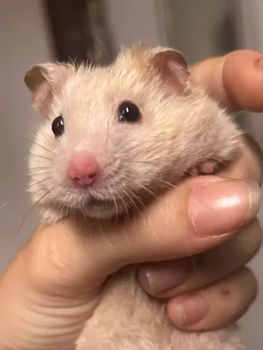 Vendo dois hamster com duas gaiolas e acessórios inclusos