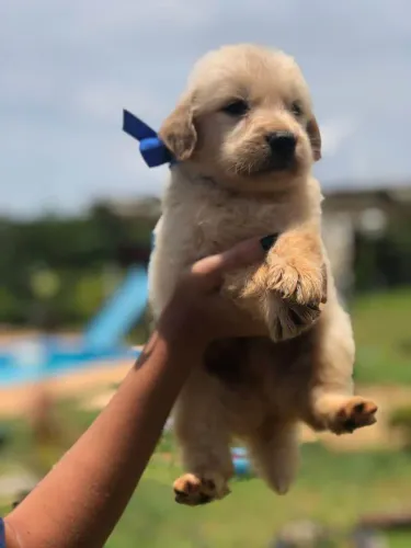 Filhote Golden Retriever, Se prepare para receber amor puro e sincero todos os dias!