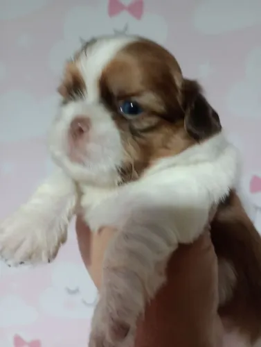 Shitzu Mini olho azul