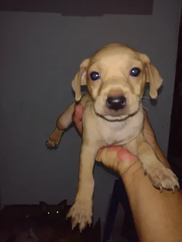 Pinscher 