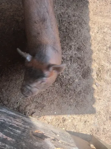 Mini porcos