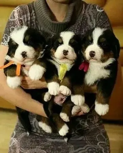 Bernese "Força tranquila é minha marca."
