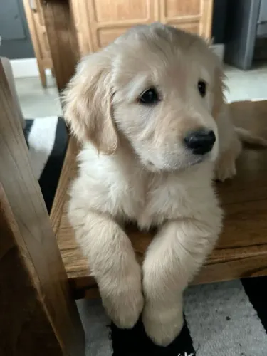 Golden Retriever Filhote Para Quem Procura Um Amigo Especial