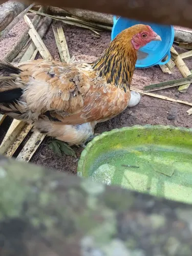 Galinha
