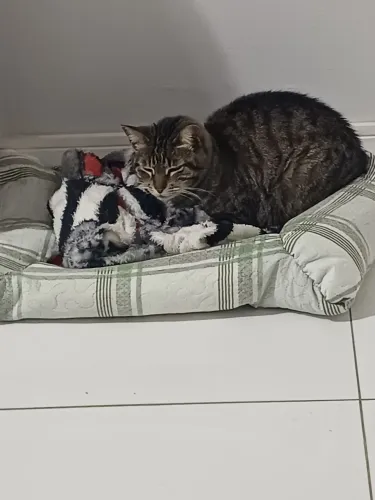 Doação de gata.
