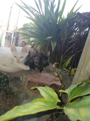 Gatinhos