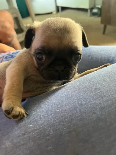 Pug