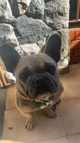 Bulldogue francês fêmea 3 anos  com pedigree 