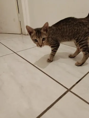 Doa-se gato macho