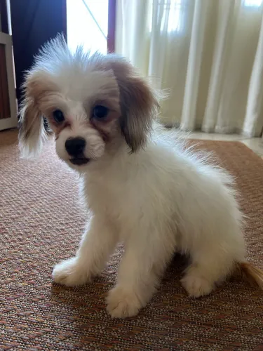 Cachorro filhote cristã chinês 5 meses