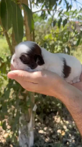 Shih Tzu disponíveis em Caruaru-PE
