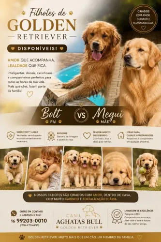 Golden Retrivier