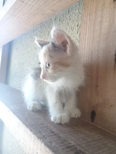 Gatinha para doação